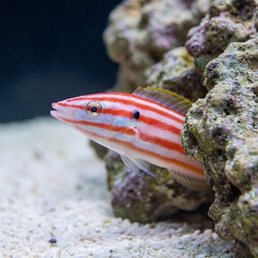 Red Cigar Wrasse - Image 4