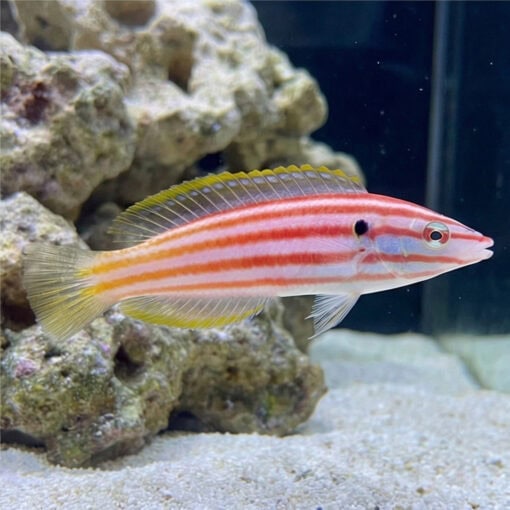 Red Cigar Wrasse - Image 5