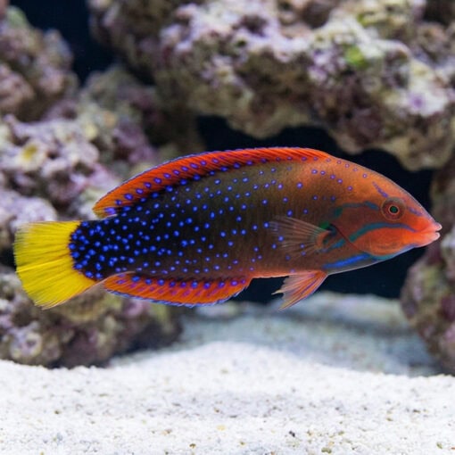 Red Coris Wrasse - Image 3