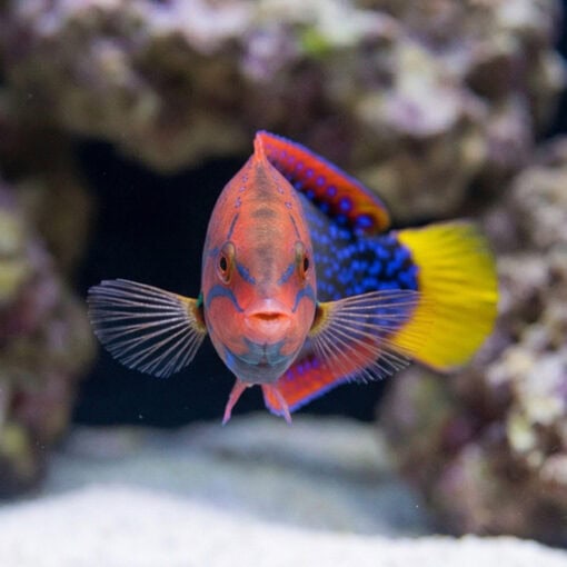 Red Coris Wrasse - Image 4