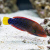 Red Coris Wrasse