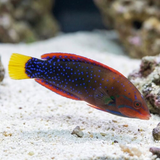Red Coris Wrasse