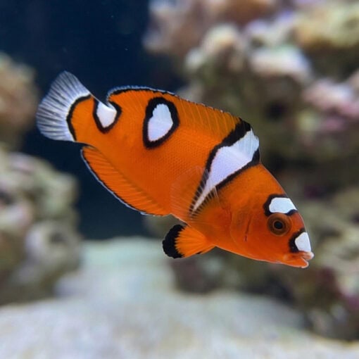 Red Coris Wrasse - Image 2