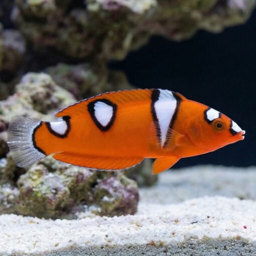 Red Coris Wrasse - Image 5