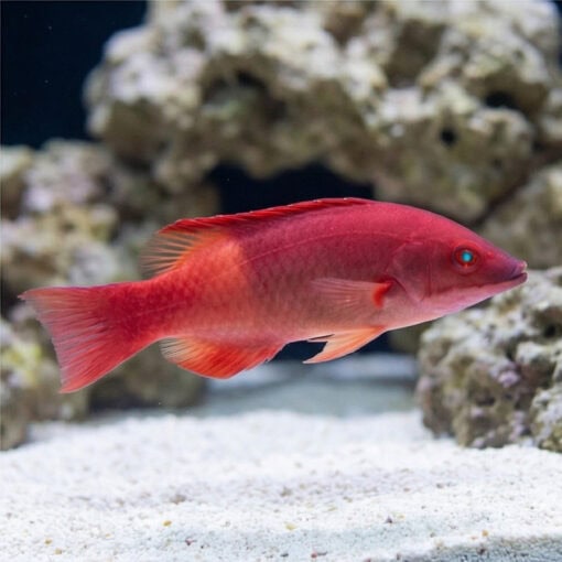 Diana's Hogfish - Image 3
