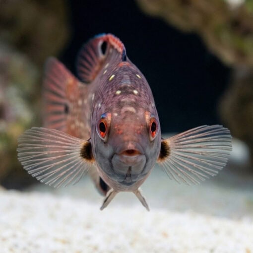 Diana's Hogfish - Image 2
