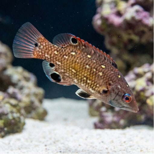 Diana's Hogfish - Image 4