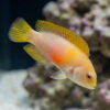 Red Dottyback