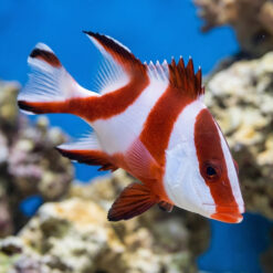 Red Emperor Snapper