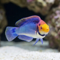 Alternative view of Solar Fairy Wrasse
