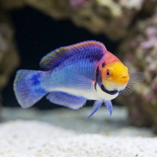 Solar Fairy Wrasse - Image 2