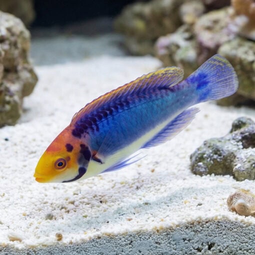Solar Fairy Wrasse - Image 3