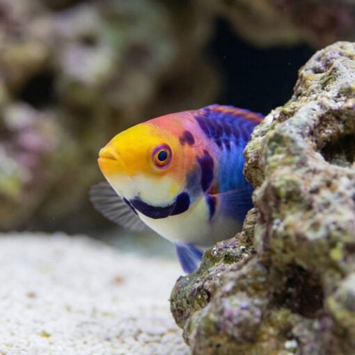 Solar Fairy Wrasse - Image 4