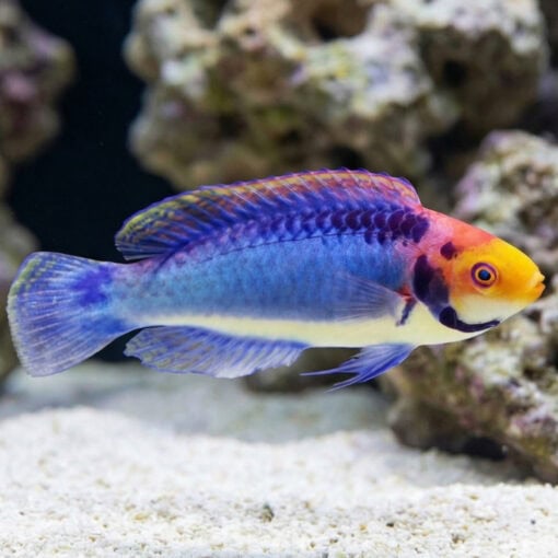 Solar Fairy Wrasse - Image 5
