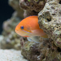 Alternative view of Deepwater Anthias