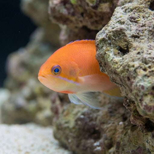 Deepwater Anthias - Image 2