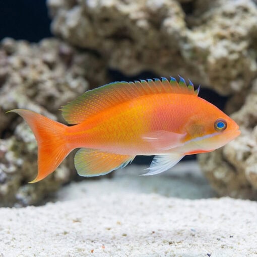 Deepwater Anthias - Image 3
