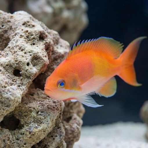 Deepwater Anthias - Image 4