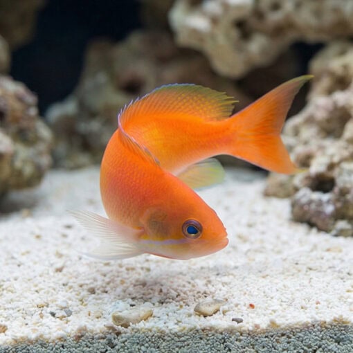 Deepwater Anthias - Image 5