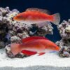 Red Fin Fairy Wrasse