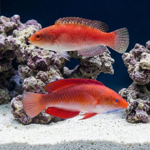 Red Fin Fairy Wrasse