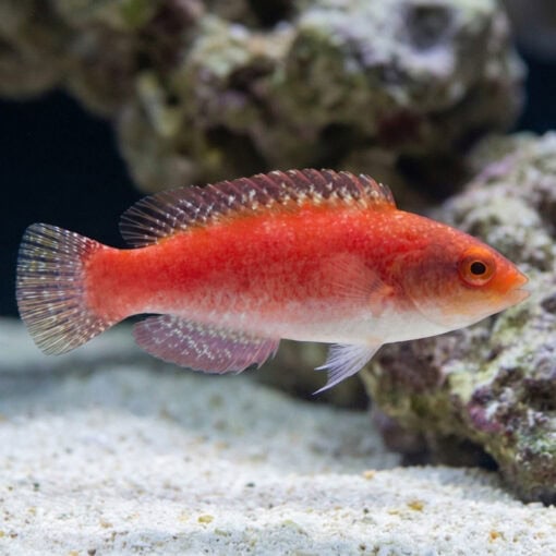 Red Fin Fairy Wrasse - Image 4