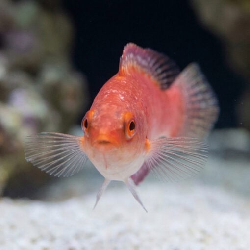 Red Fin Fairy Wrasse - Image 5