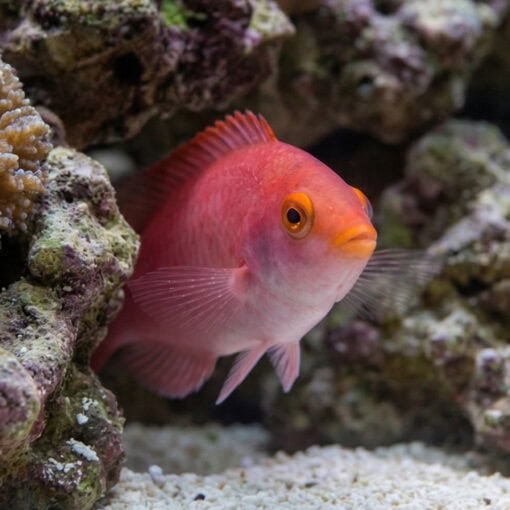 Debelius Fairy Wrasse - Image 2