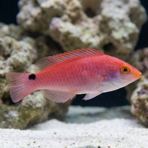 Debelius Fairy Wrasse - Image 4