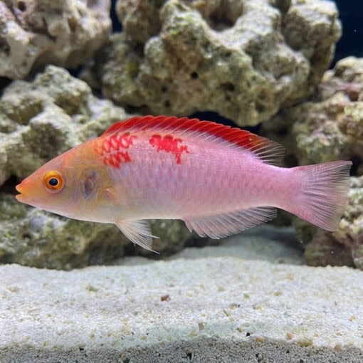 Debelius Fairy Wrasse - Image 3