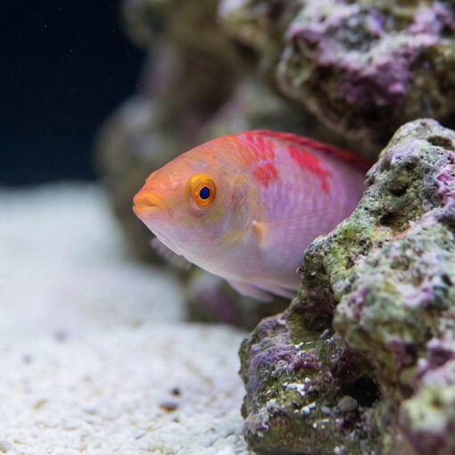 Debelius Fairy Wrasse - Image 5
