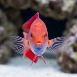 Alternative view of Red Fin Fairy Wrasse