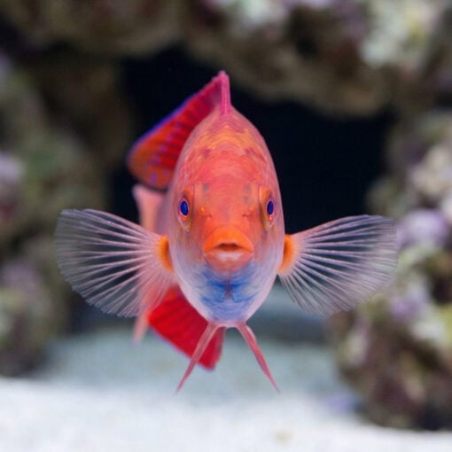 Red Fin Fairy Wrasse - Image 2
