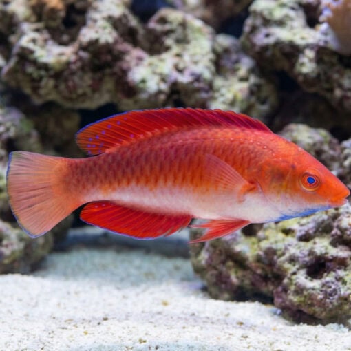 Red Fin Fairy Wrasse - Image 3