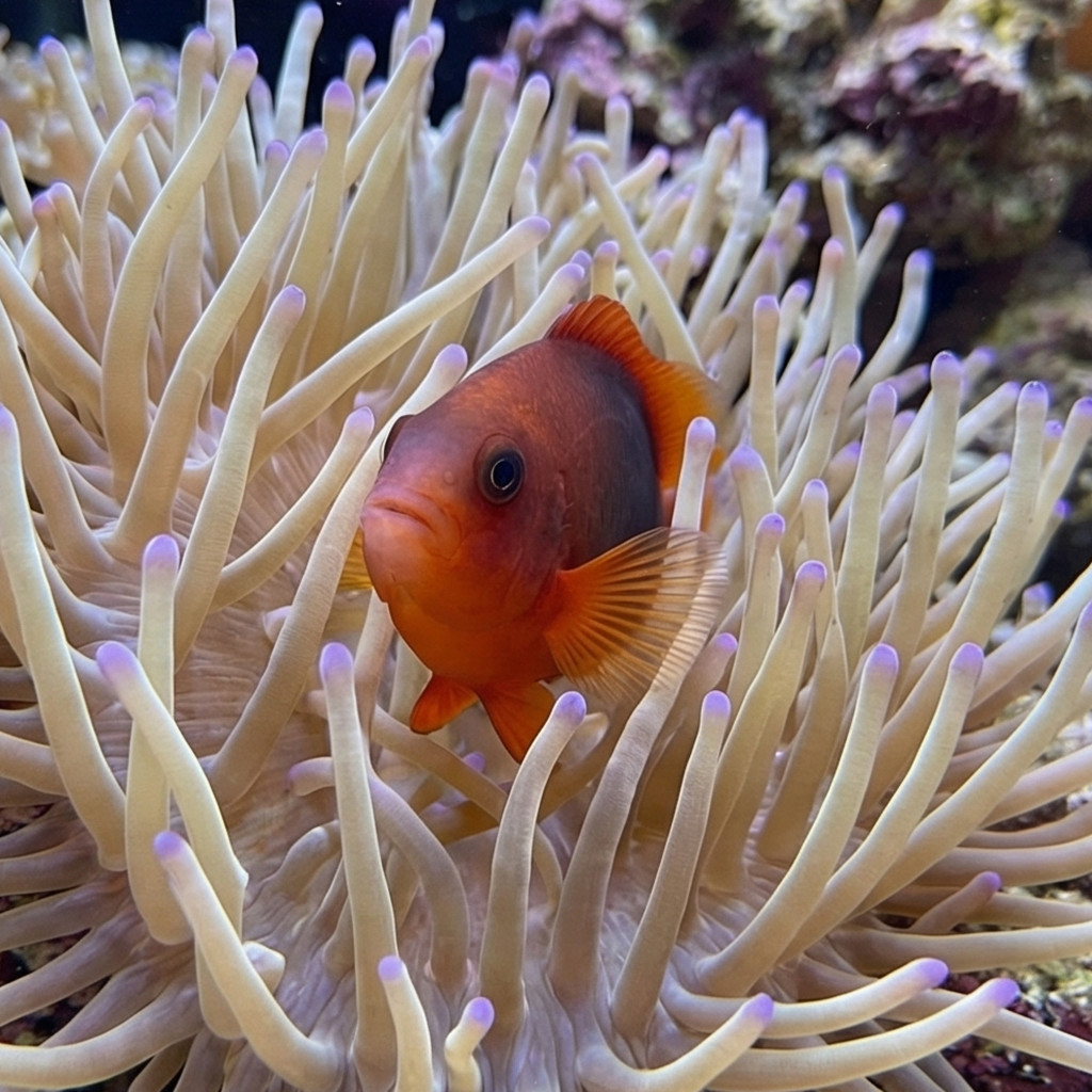 Red Saddle (Fire) Clownfish - Image 2