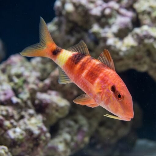 Red Goatfish