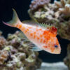 Red Hawkfish