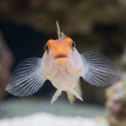 Alternative view of Red Cap Goby