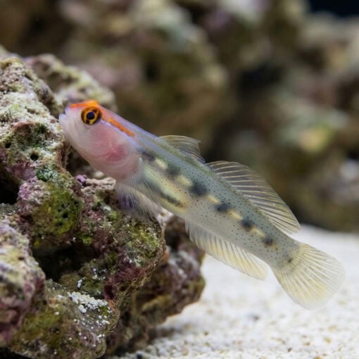 Red Cap Goby - Image 3