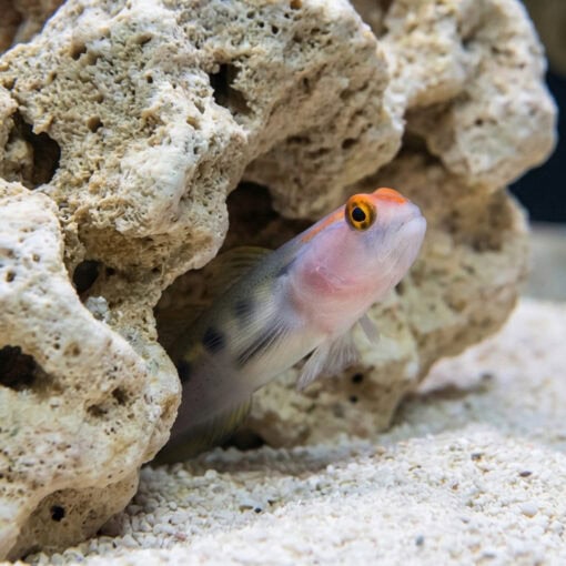Red Cap Goby - Image 4