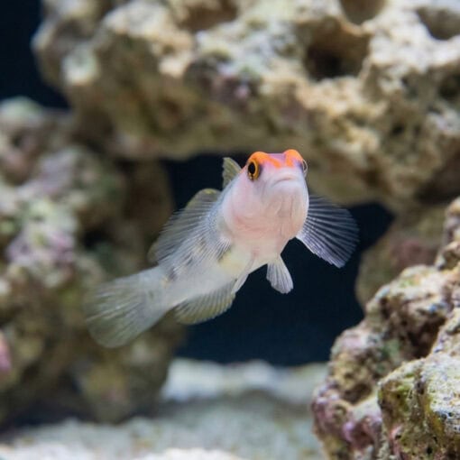 Red Cap Goby - Image 5
