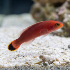 Red Head Pseudochromis