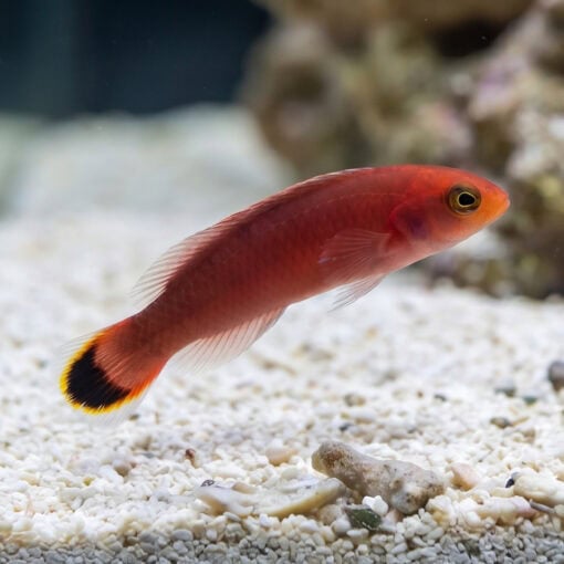 Red Head Pseudochromis