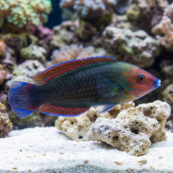 Red Head Wrasse