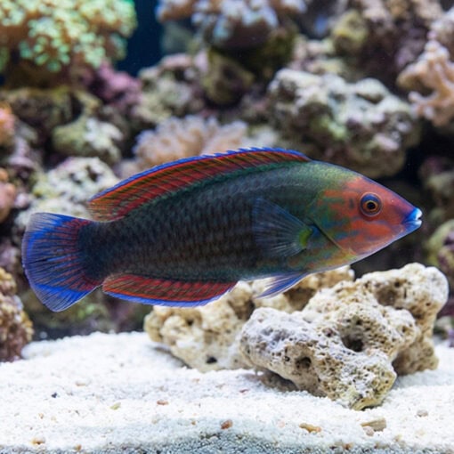 Red Head Wrasse