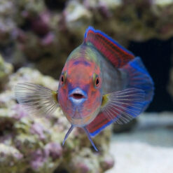 Alternative view of Red Head Wrasse