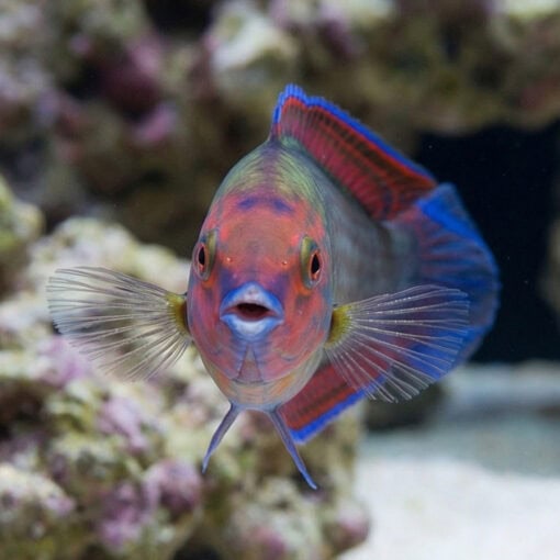 Red Head Wrasse - Image 2