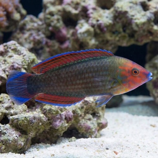 Red Head Wrasse - Image 3