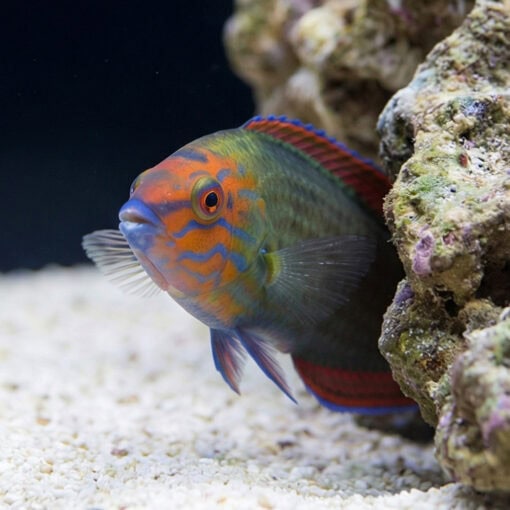 Red Head Wrasse - Image 4