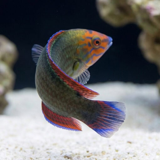 Red Head Wrasse - Image 5